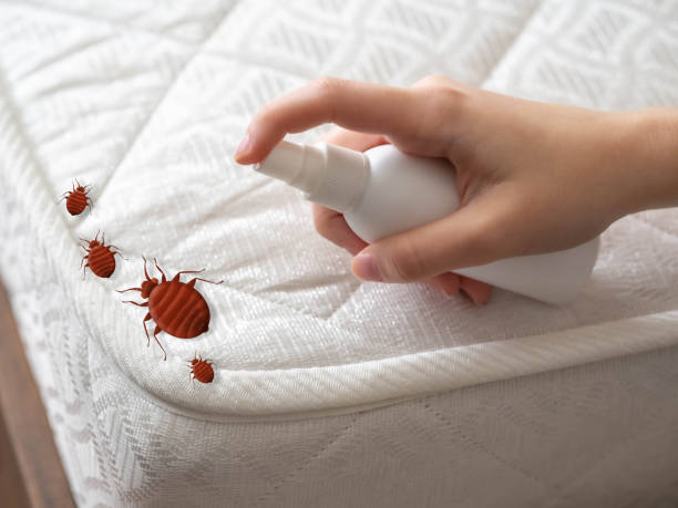 Best Bed Bug Extermination  in Clymer, PA